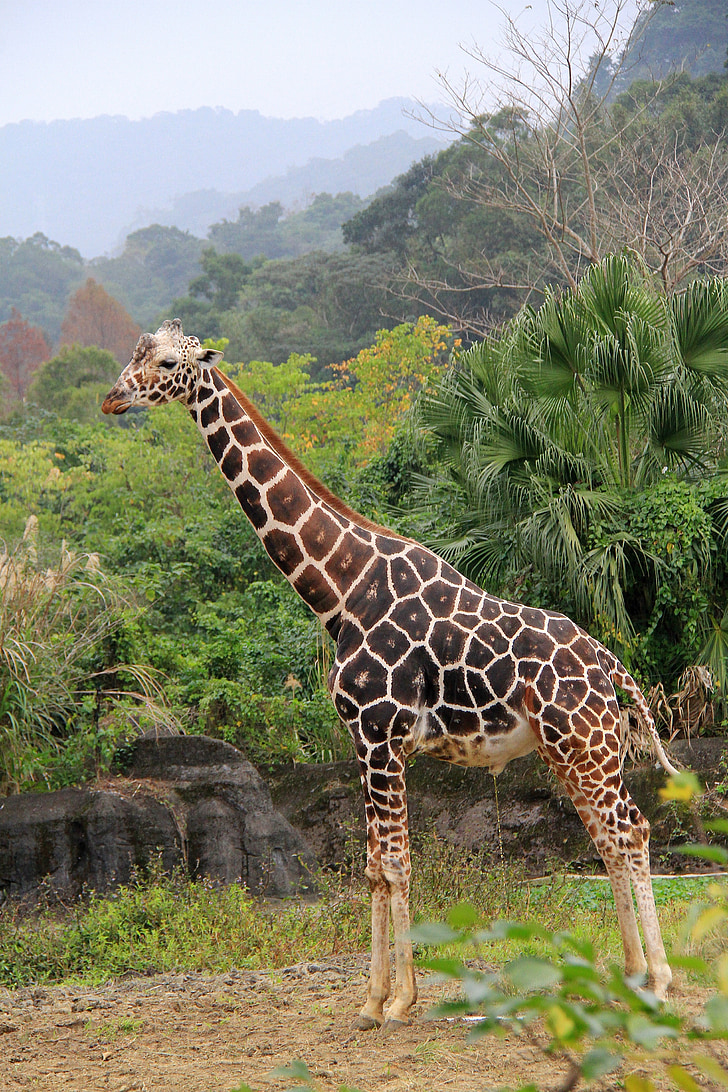 giraff, Unicorn, Zoo, plats, bulk, hög, skogsmark