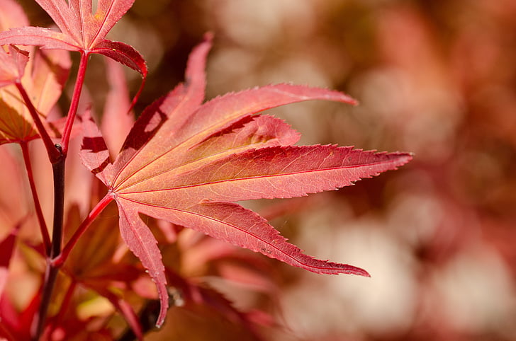 javor, červená, Japonsko, japončina, strom, Leaf, jeseň