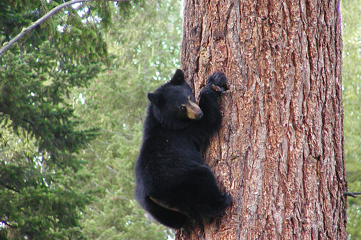Björn, svart, Grizzly, klättring, träd, trunk, djur