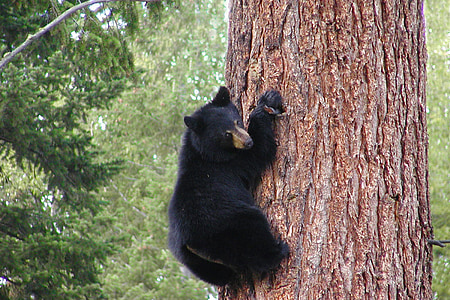 bear, black, grizzly, climbing, tree, trunk, animal