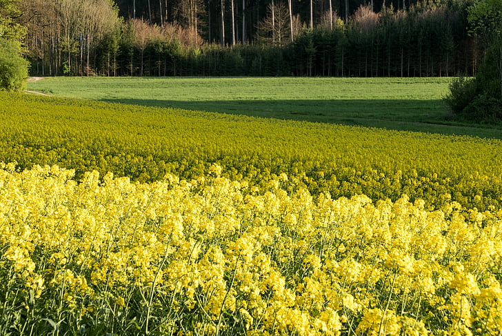 pole rapeseeds, powierzchnie, paski, geometryczne, Rolnictwo, żółty, zielony