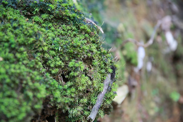 moss, stone, the scenery