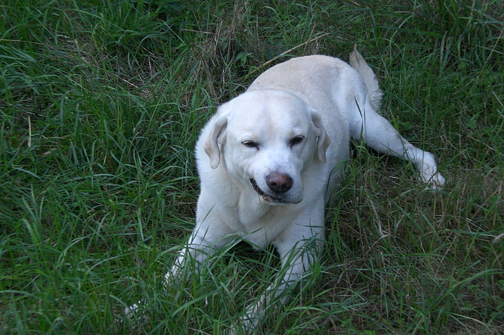 Hund, Labrador, weiß