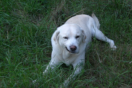 pies, Labrador, biały