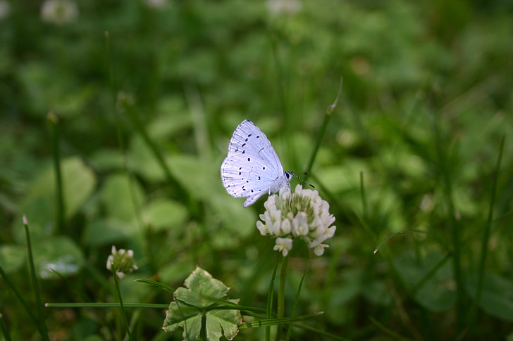 butterfly, meadow, nature, close, summer, insect, flower and butterfly