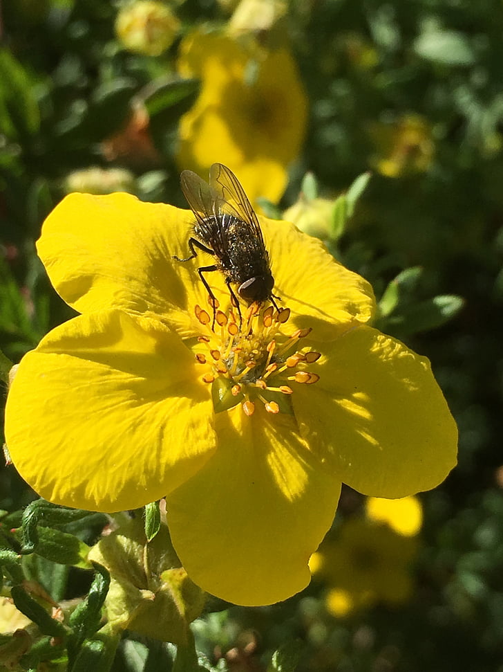 the insect, flower, shrub, yellow, plant