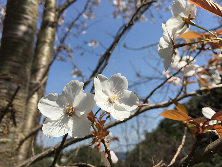 Wildkirsche, Kirsche, Frühlingsblumen, Prunus jamasakura