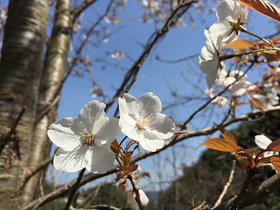 野生樱桃树, 樱桃, 春天的花朵, jamasakura 李