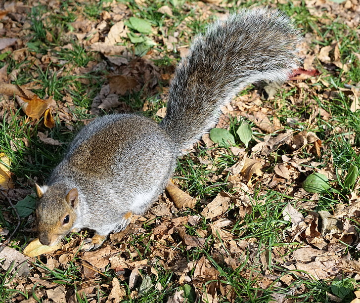 veverica, živali, Park, Boston, dobro počutje živali, ZDA, travnik