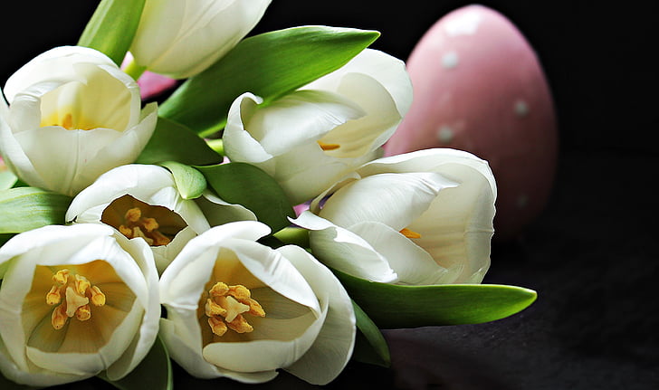 tulpės, Tulipa, Velykų kiaušinis, rožinė margutis, rožinė, balta, gėlės