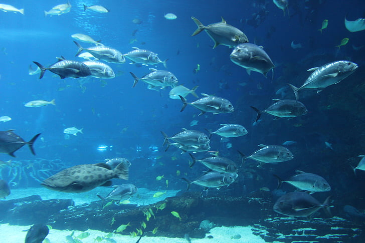 Aquarium, Ozean-park, Fisch