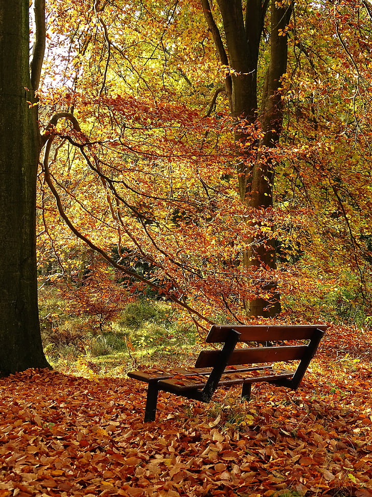 Есен, листа, гора, есента цвят, златна есен, природата