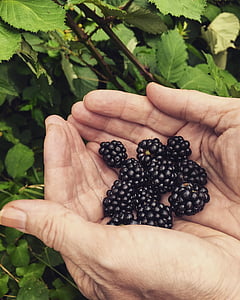 blackberries, nature, fruit, plant, berries, forest, sweet