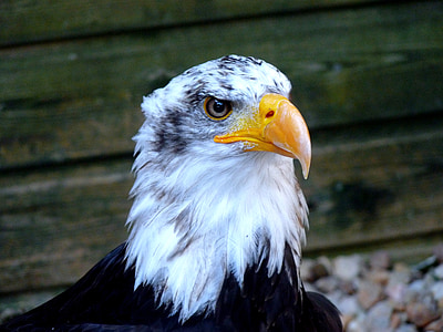 Eagle, Raptor, lind