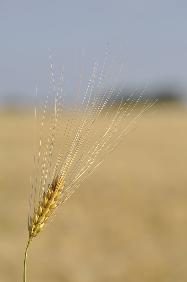 zrno, pšenica, polje, žitarice, šiljak, priroda, hrana