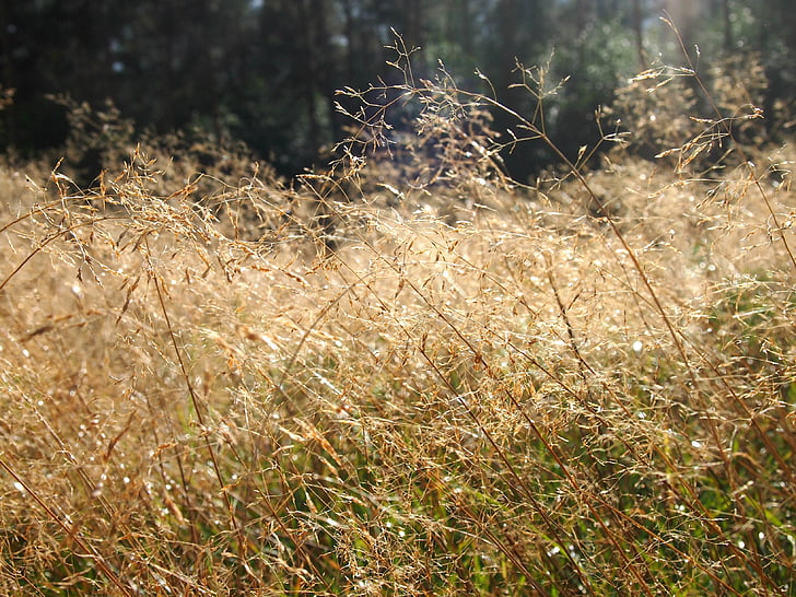 Heide, trava, sonce, sončne svetlobe, vilini, travnik