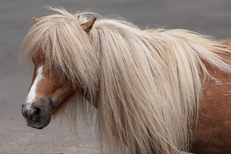 pony, con ngựa, đời sống đất nước, Trang trại, Thiên nhiên, động vật, Mane