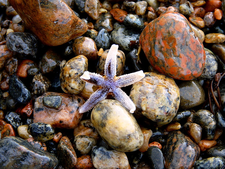 Starfish, akmeņi, krāsains, pludmale, jūra, krāsa, olis