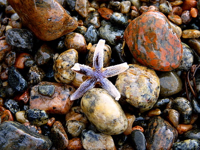 estrella de mar, pedres, colors, platja, Mar, color, còdols