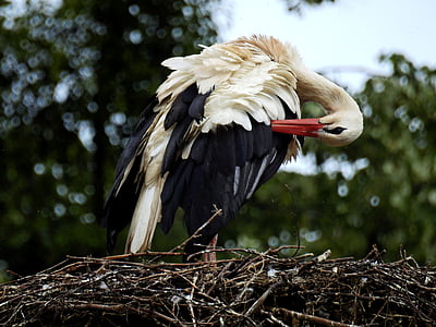 stork, bird, nest, storchennest, rattle stork, nature, white stork