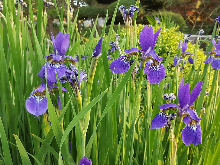 iris, spring