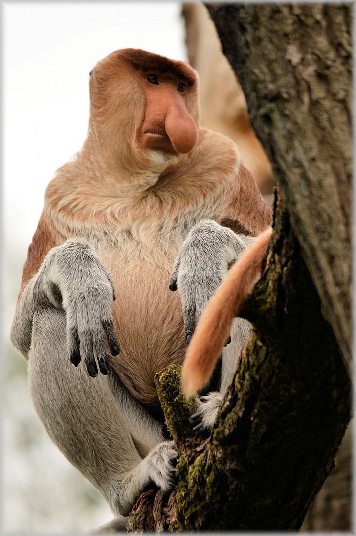proboscis monkey, monkey, rare, wild, exotic, forest, jungle