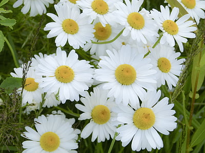 Daisy, joukko, kukat, luonnonvaraisia kukkia, Kaunis, Luonto, koiranputkea