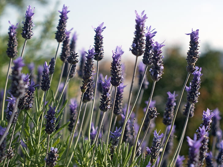 lavender, mauve, flowers, nature, spring, purple, garden