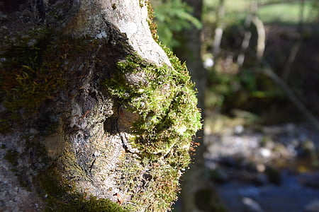 träd, Moss, naturen