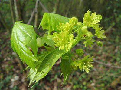 platanoides de Acer, Arce de Noruega, árbol, flor, macro, flora, planta