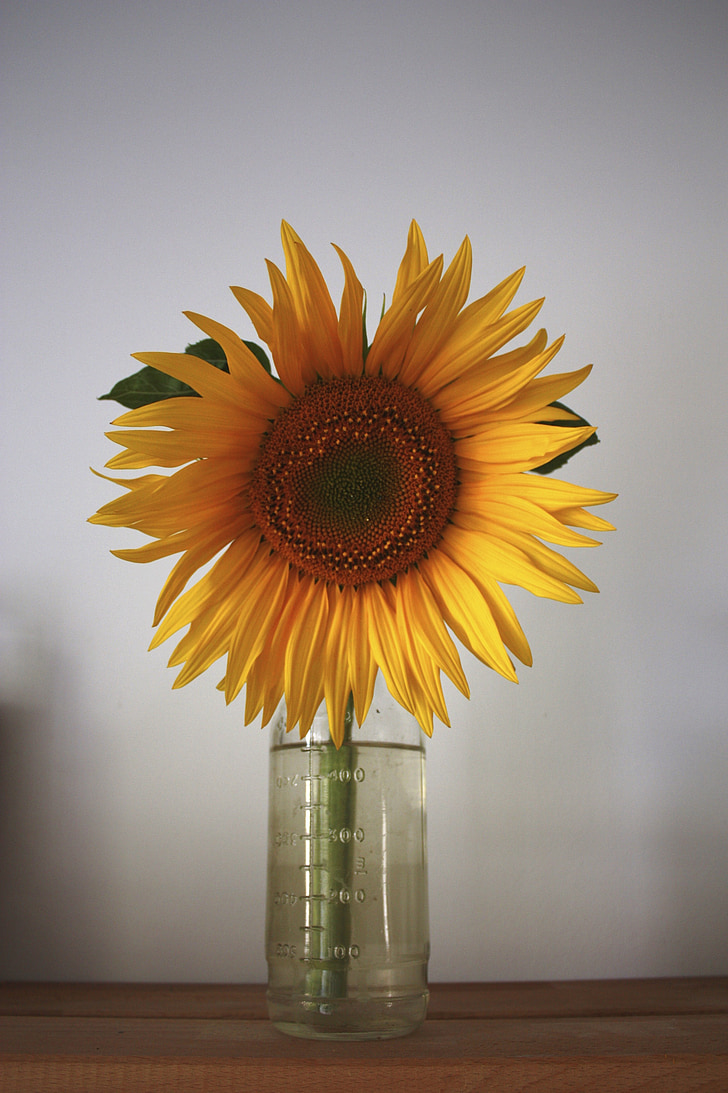 Sun flower, päike, suvel, õis, Bloom, loodus, kollane
