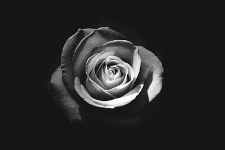 Rose, macro, fleur, floral, amour, Romance, plante