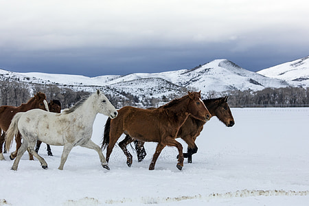 cavalls, caminant, panoràmica, paisatge, neu, l'hivern, gamma