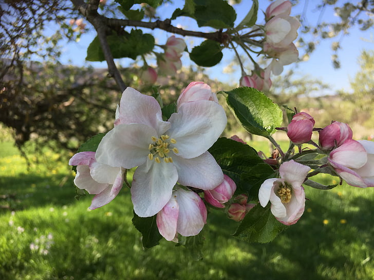 Apple blossom, musim semi, alam