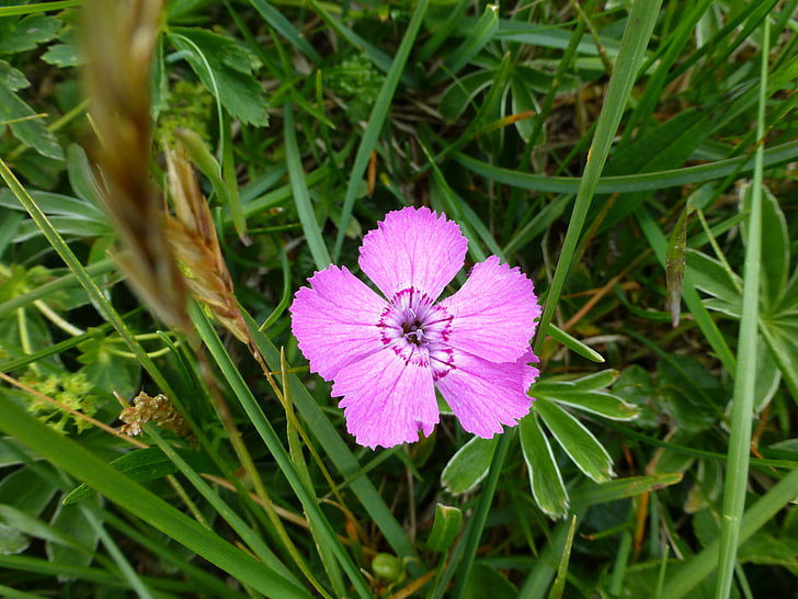 flor, planta alpina, fechar, -de-rosa, Áustria