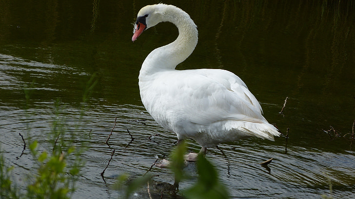 swan, nature, water, water bird, bird, gooseneck, pond