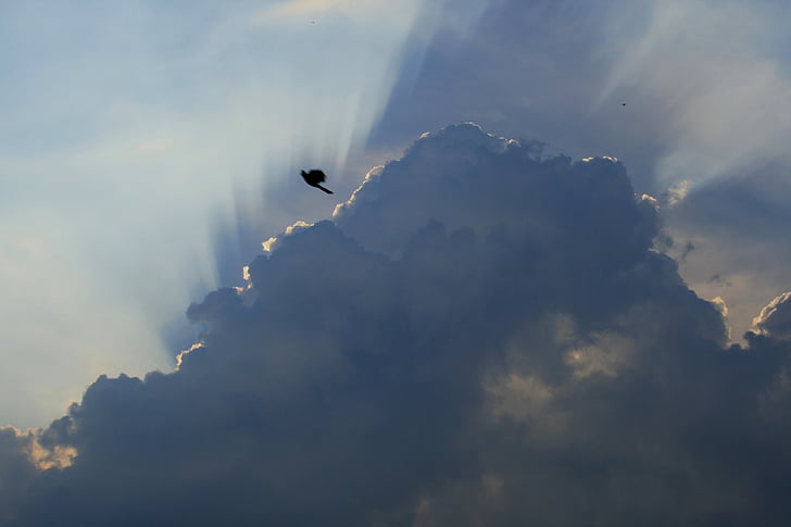 Cloudscape, nuvole scure, bordo di luce, diffusione dei raggi, loerie grigio, uccello, volo
