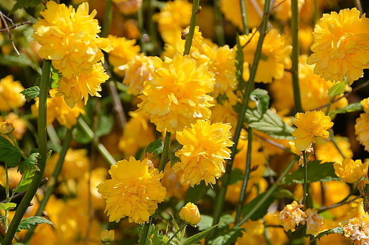 Forsythia, fiori, giallo, arbusti, natura, pianta, fiori gialli