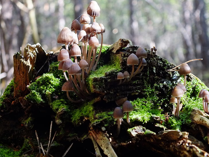 forest, mushrooms, log, macro