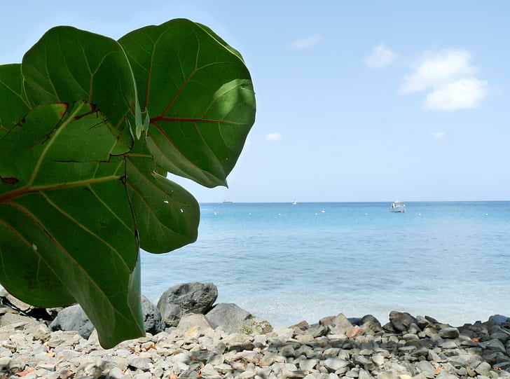 árbol de uva, hojas, Caribe, Isla, vacaciones, Paraíso, vacaciones