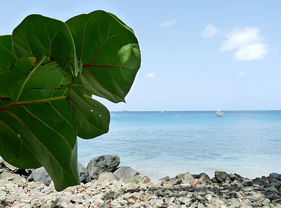 grape tree, leaves, caribbean, island, vacation, paradise, holiday