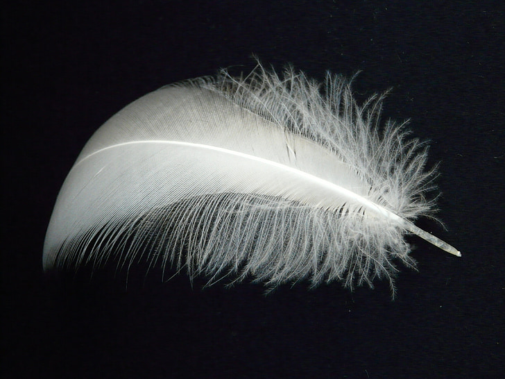 Swan feather, kevadel, Luik, veidi, õhuline, lennata, filigraan