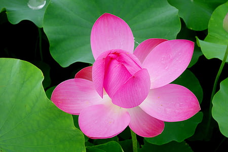 flowers, anapji, lotus, water lilies, nail, water plant, botany