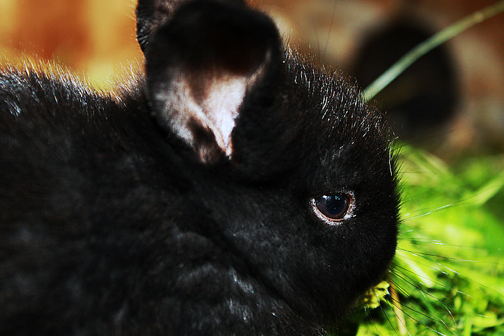 กระต่าย, ลูก, บ้าน, น่ารัก, สีดำ