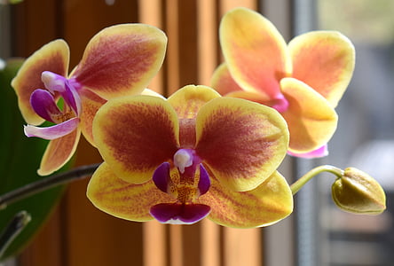 hibrid a phalaenopsis, Phalaenopsis, orchidea, sárga, rózsaszín, fukszia, pot növény