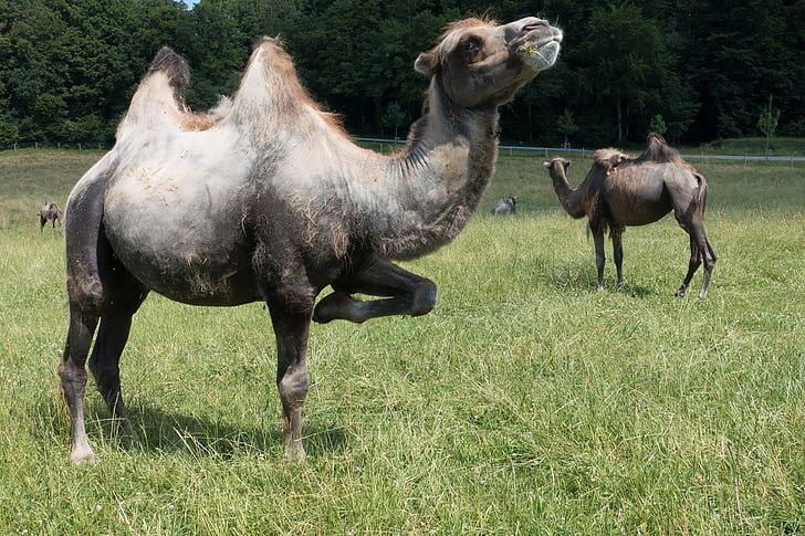 camelo, Camelus bactrianus, paarhufer, mamífero, animal, corcunda, pasto