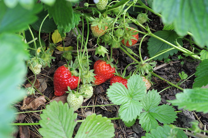 strawberry, sweet, delicious, fruit, harvest