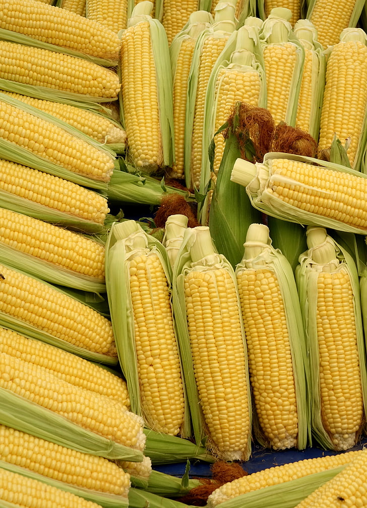 maïs, maïs op de kolf, groenten, voedsel, maïs op de kolf haar, plantaardige mais, Popcorn