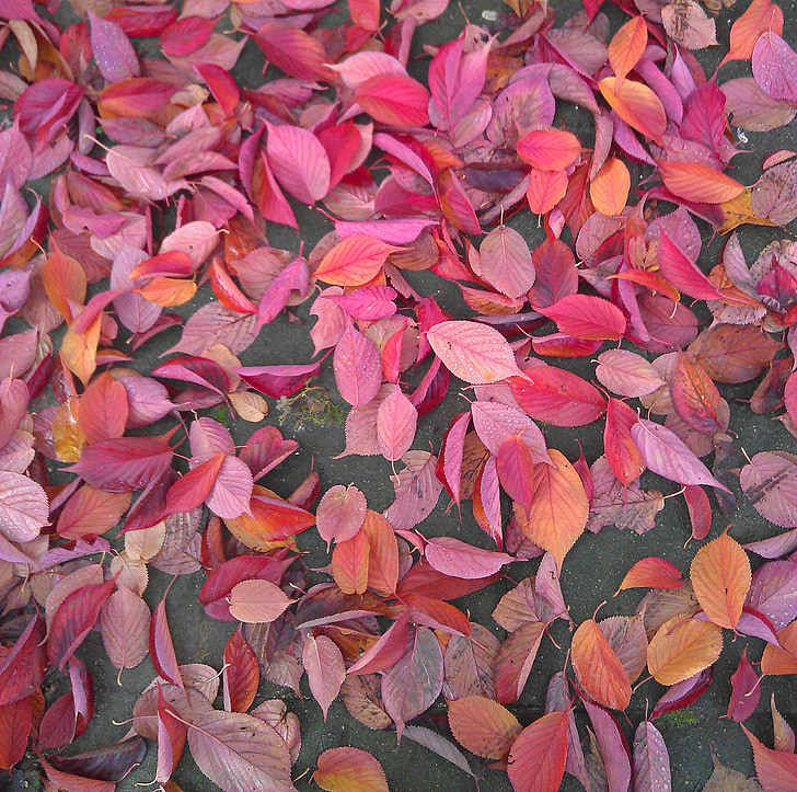 秋, 葉, 秋の紅葉, 赤, 落ちて, 地面