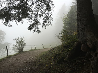 distancia, bosque, árboles, naturaleza, paisaje, sendero, Baviera superior
